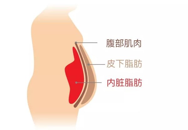 JN江南体育官方网站体育为您讲解:内脏脂肪要怎么减